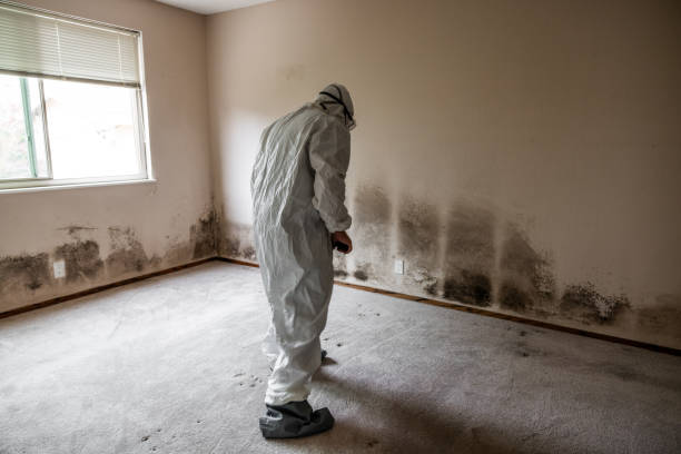 Best Mold Remediation for Healthcare Facilities  in Homeland, GA